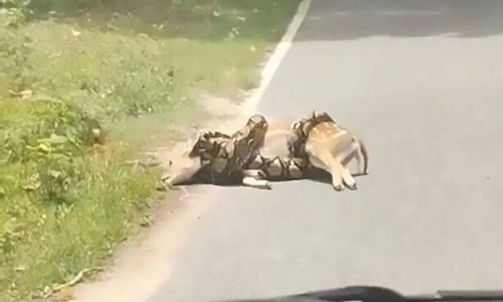 Σοκ! Πύθωνας στραγγαλίζει ελάφι στην μέση του δρόμου - Εικόνες